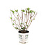 Hydrangea Pinky Winky Prime 2 gal | Hydrangée spectaculaire rose et blanche
