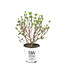 Hydrangea Tiny Quick Fire | Hydrangée compacte à floraison précoce rose et blanche