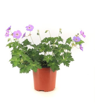 geranium rozanne 1 gal