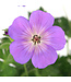 Geranium Rozanne 1 gal | Géranium vivace bleu violacé à floraison prolongée