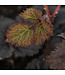Astilbe Dark Side of de Moon 1 gal | Astilbe pourpre spectaculaire et raffinée
