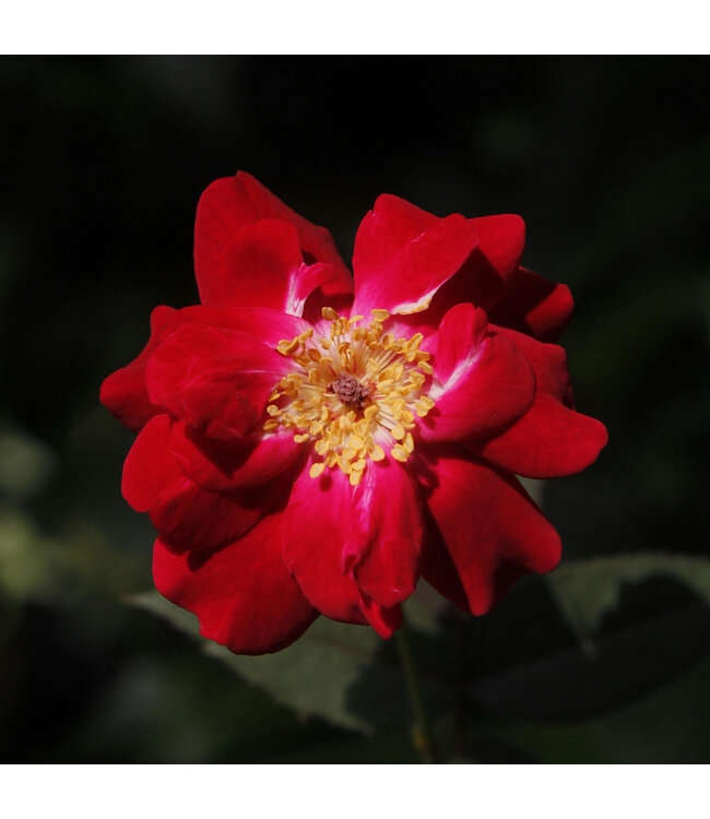 Rosa Never Alone 2 gal | Rosier florifère rose pour jardin romantique