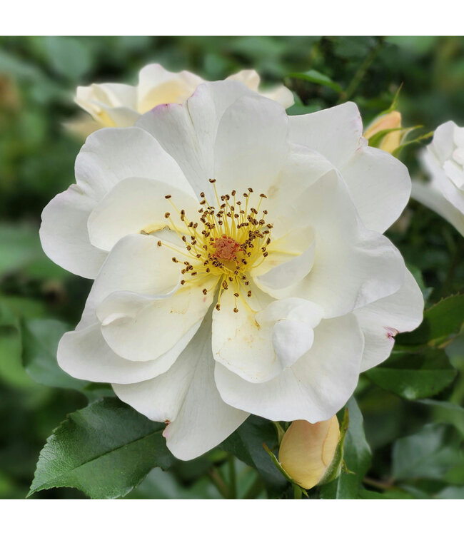 Rosa Oscar Peterson | Rosier blanc canadien élégant et rustique