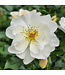 Rosa Oscar Peterson | Rosier blanc canadien élégant et rustique