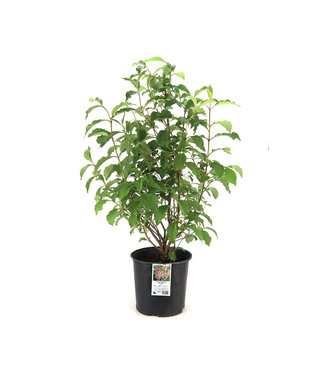Syringa Nocturne 3 gal