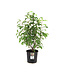 Syringa Nocturne 3 gal