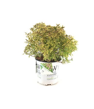 Weigela Bubbly Wine 2 gal