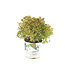 Weigela Bubbly Wine 2 gal | Weigela compact aux reflets pourpre et fleurs roses