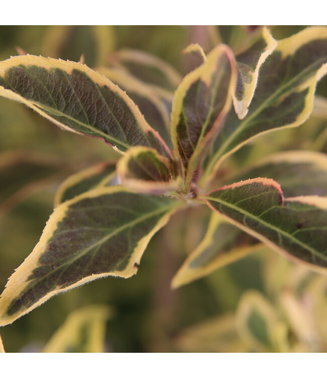 Weigela Bubbly Wine 2 gal | Weigela compact aux reflets pourpre et fleurs roses