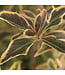 Weigela Bubbly Wine 2 gal | Weigela compact aux reflets pourpre et fleurs roses