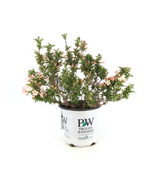 Weigela Czechmark Triology 2 gal