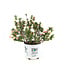 Weigela Czechmark Triology 2 gal | Weigela tricolore aux fleurs roses, rouges et blanches
