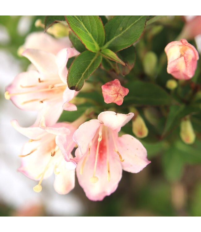 Weigela Czechmark Triology 2 gal | Weigela tricolore aux fleurs roses, rouges et blanches