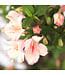 Weigela Czechmark Triology 2 gal | Weigela tricolore aux fleurs roses, rouges et blanches