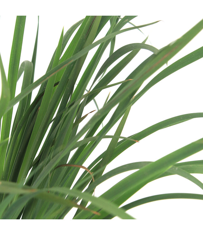 Iris Butter et Sugar | Vivace pour un jardin lumineux