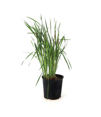 Iris  caesar's brother 2 gal