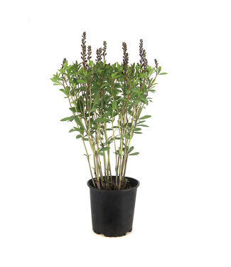 Baptisia Burgundy Blast 2 gal