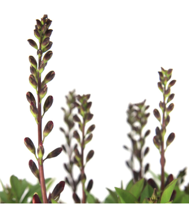 Baptisia Burgundy Blast 2 gal | Faux indigo pourpre au feuillage spectaculaire
