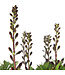 Baptisia Burgundy Blast 2 gal | Faux indigo pourpre au feuillage spectaculaire