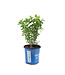Hydrangea Dragon Baby | Vivace arbustive à floraison bicolore
