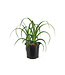 Hemerocalle Red Razzmatazz | Vivaces pour un jardin vibrant