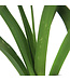 Hemerocalle Red Razzmatazz | Vivaces pour un jardin vibrant