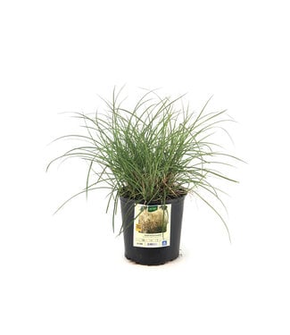 Miscanthus Kleine Fontaine 2gal