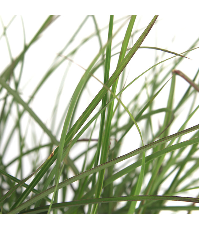 Miscanthus Kleine Fontaine 2gal | Graminée ornementale élégante au port fontaine
