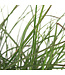 Miscanthus Kleine Fontaine 2gal | Graminée ornementale élégante au port fontaine