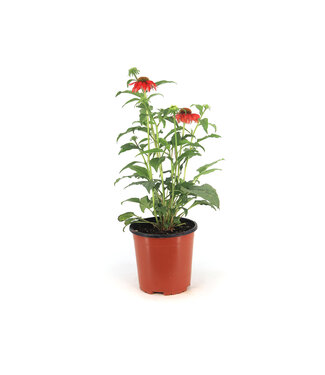 Echinacea Sombrero Salsa Red 1gal