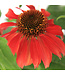 Echinacea Sombrero Salsa Red 1gal | Échinacée rouge éclatante pour jardin de pollinisateurs