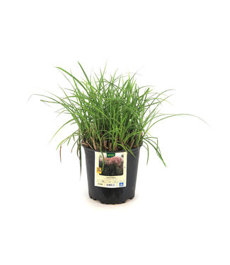 Miscanthus Nippon 2gal