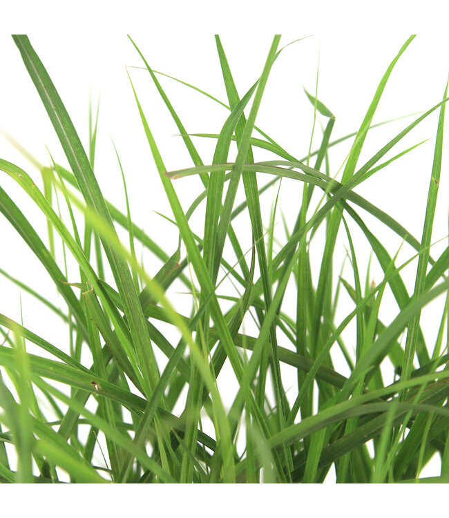 Miscanthus Nippon 2gal |  Graminée ornementale compacte aux plumeaux bourgogne