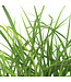 Miscanthus Nippon 2gal |  Graminée ornementale compacte aux plumeaux bourgogne