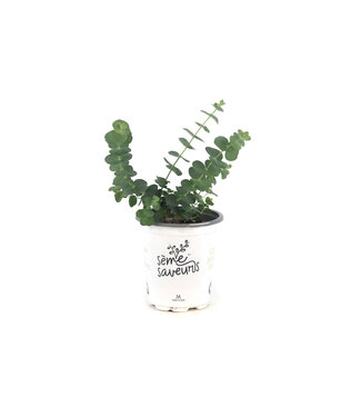 Eucalyptus Baby Blue 12 cm