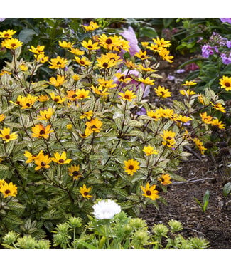 Heliopsis Touch of Blush 1 gal