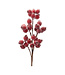 Tige de baies rouges