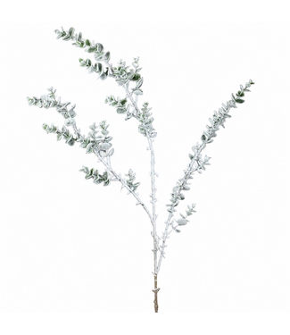 Tige d'eucalyptus enneigé