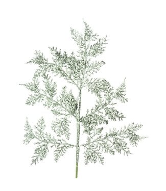 Tige de fougère brillante vert sauge
