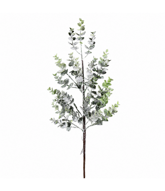 Tige eucalyptus brillant glacé