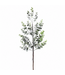 Tige eucalyptus brillant glacé