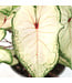 Caladium 6,5 po | Plante tropicale colorée pour intérieur et espaces ombragés