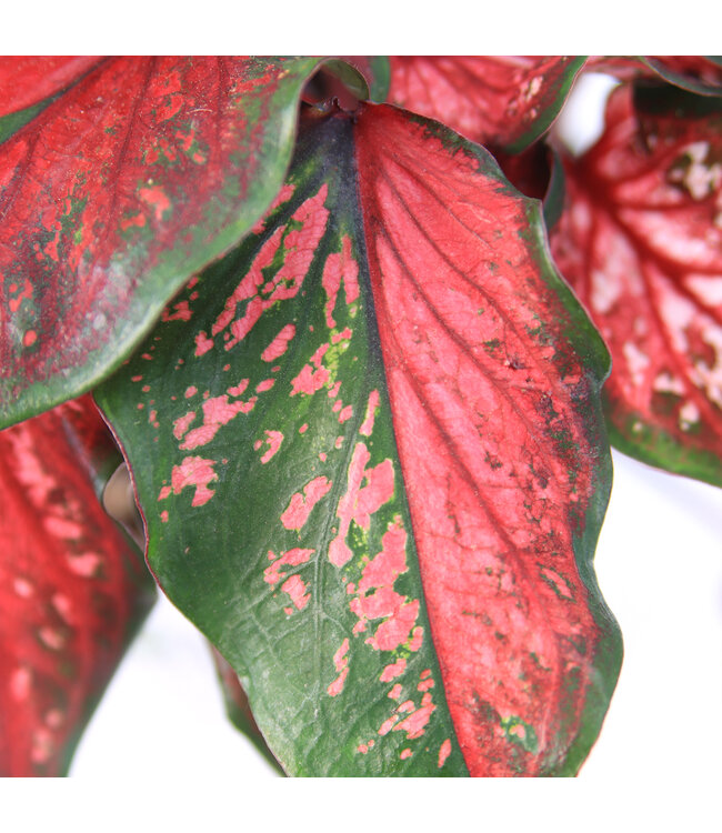Caladium 6,5 po | Plante tropicale colorée pour intérieur et espaces ombragés