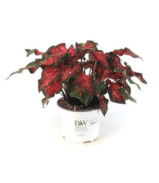 Caladium 6,5 po