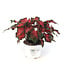 Caladium 6,5 po | Plante tropicale colorée pour intérieur et espaces ombragés
