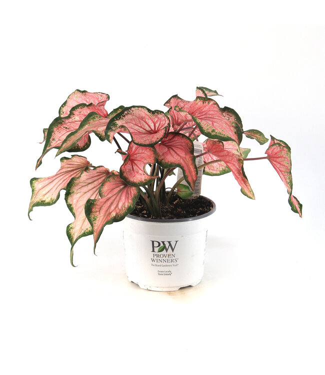 Caladium 6,5 po | Plante tropicale colorée pour intérieur et espaces ombragés