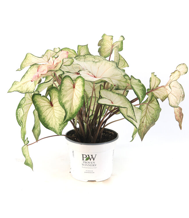 Caladium 6,5 po | Plante tropicale colorée pour intérieur et espaces ombragés
