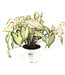 Caladium 6,5 po | Plante tropicale colorée pour intérieur et espaces ombragés