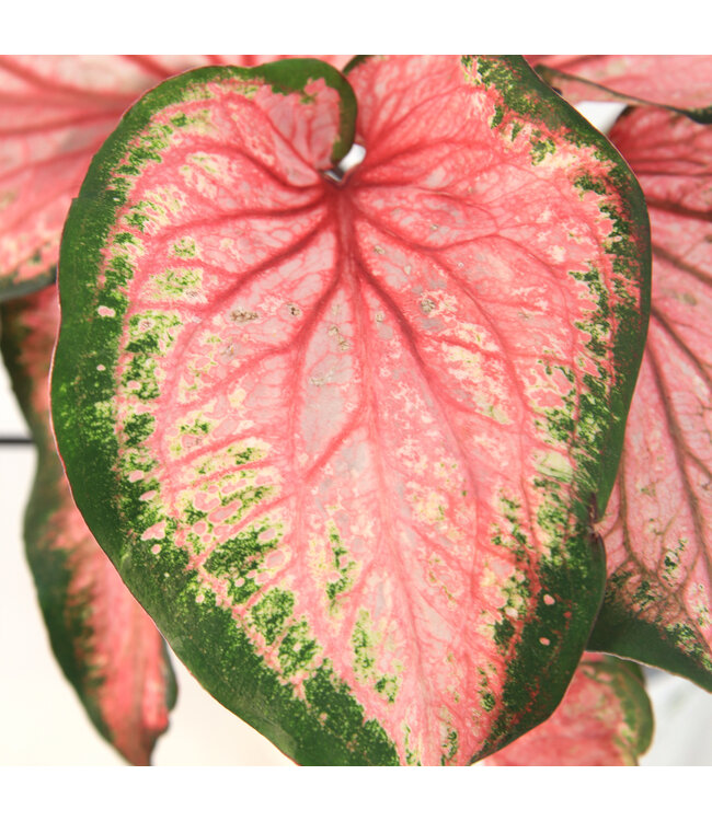Caladium 6,5 po | Plante tropicale colorée pour intérieur et espaces ombragés