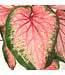 Caladium 6,5 po | Plante tropicale colorée pour intérieur et espaces ombragés